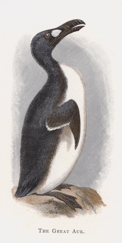 Alka wielka autorstwa Alexander Francis Lydon