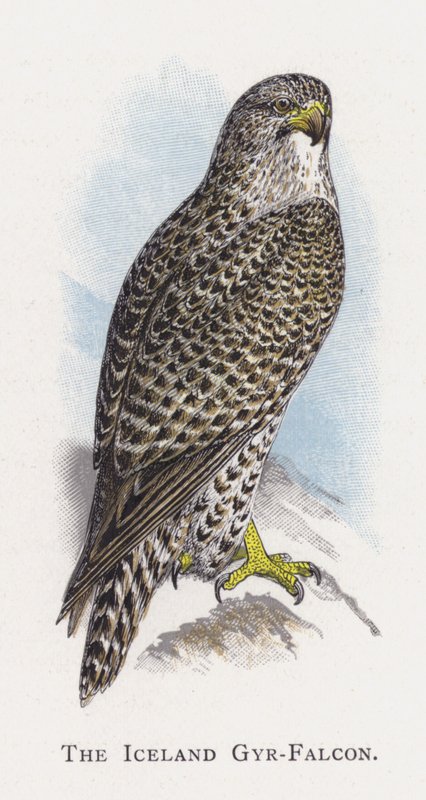 Islandia Gyr-Falcon autorstwa Alexander Francis Lydon