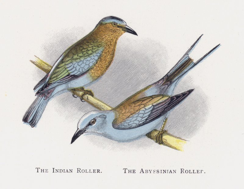 Indyjski Roller, Abisyński Roller autorstwa Alexander Francis Lydon