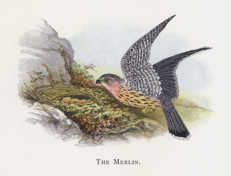 Merlin autorstwa Alexander Francis Lydon