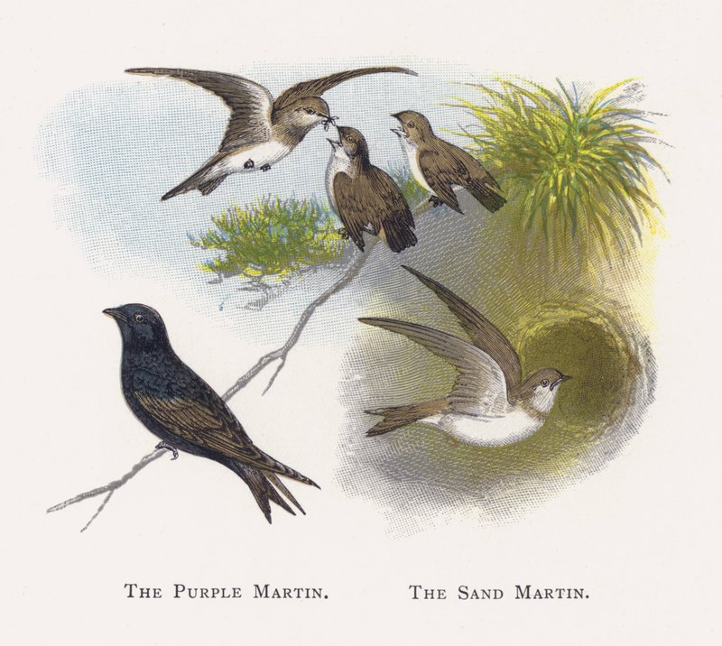Purpurowa Martin, Sand Martin autorstwa Alexander Francis Lydon
