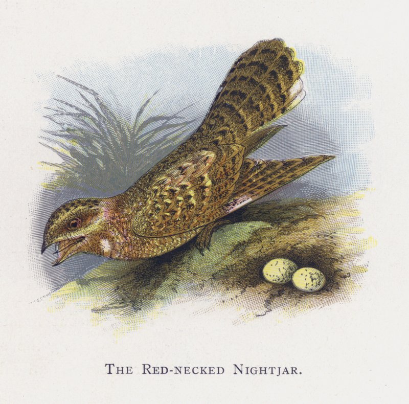 Słowik rdzawoszyi (Red-necked Nightjar) autorstwa Alexander Francis Lydon