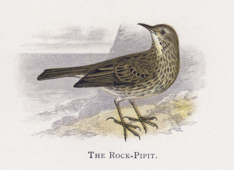 Skała-Pipit autorstwa Alexander Francis Lydon
