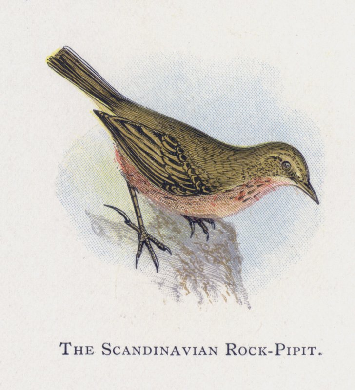Skandynawski Rock-Pipit autorstwa Alexander Francis Lydon