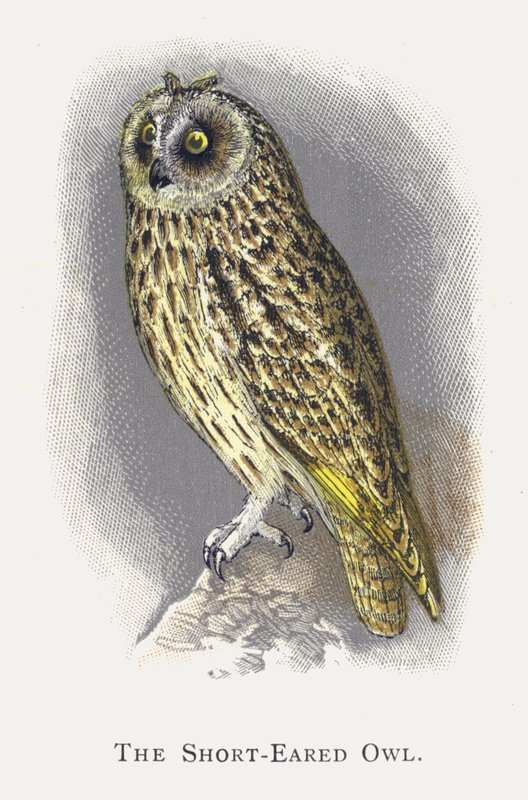 Sowa uszata autorstwa Alexander Francis Lydon