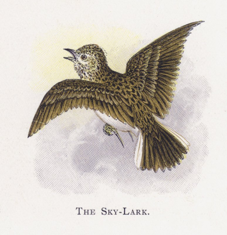 Niebo-Skowronek autorstwa Alexander Francis Lydon