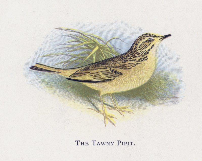 Tawny Pipit autorstwa Alexander Francis Lydon