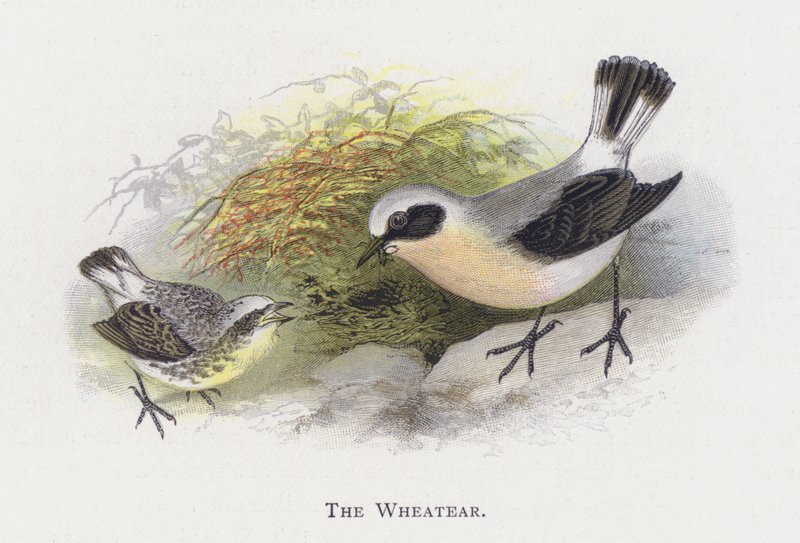 Wheatear autorstwa Alexander Francis Lydon