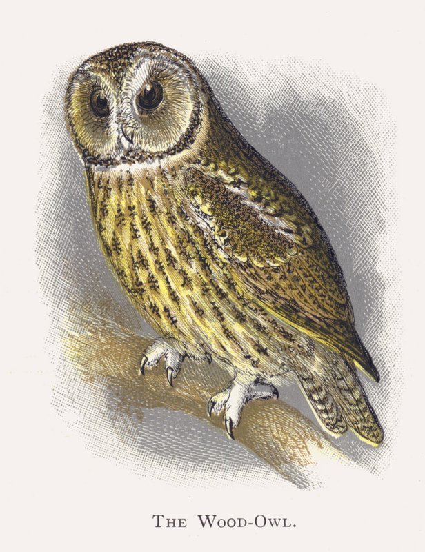Sowa leśna autorstwa Alexander Francis Lydon