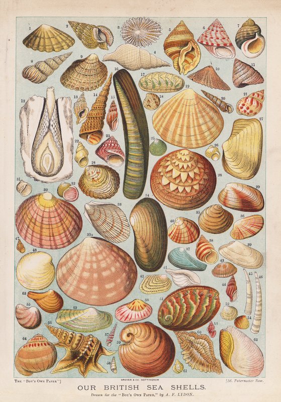 Brytyjskie muszle (chromolitho) autorstwa Alexander Francis (after) Lydon