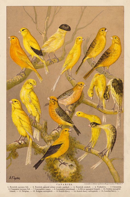 Kanarki (chromolitho) autorstwa Alexander Francis (after) Lydon