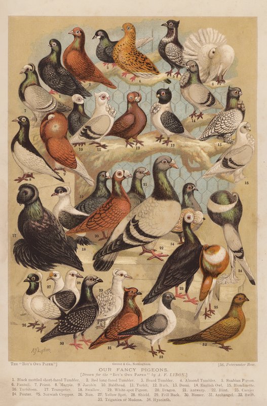 Gołębie (chromolitho) autorstwa Alexander Francis (after) Lydon