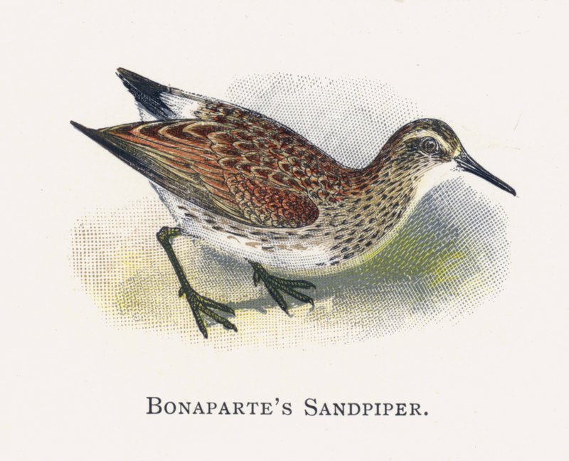 Bonapartes Sandpiper autorstwa Alexander Francis Lydon