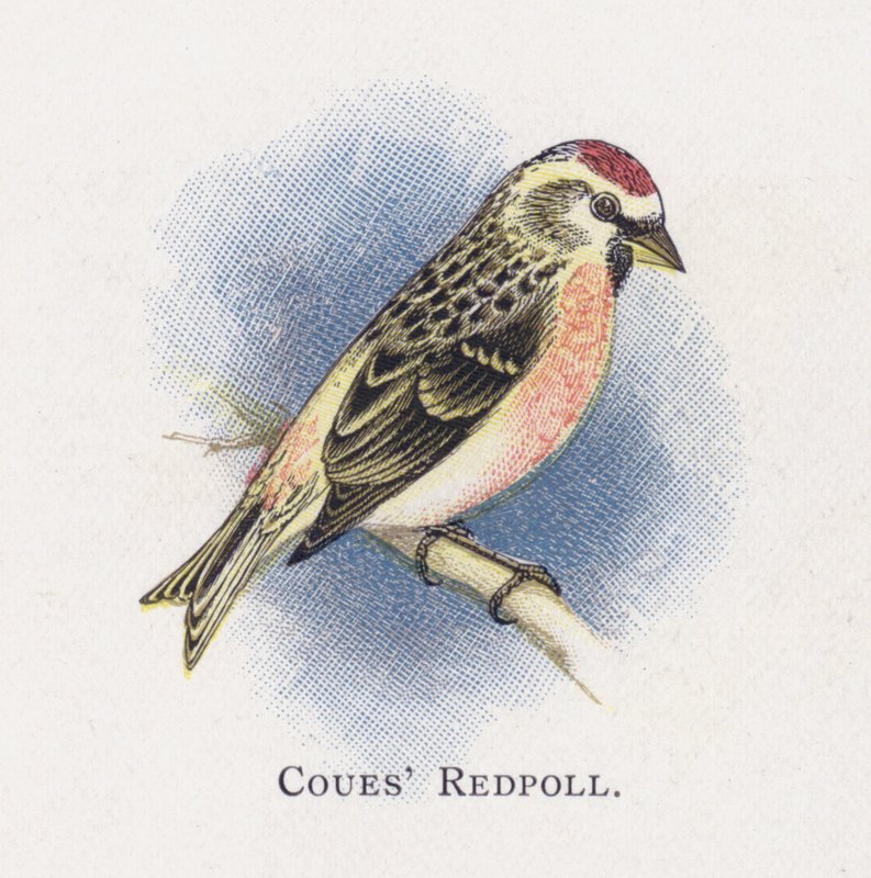 Coues Redpoll autorstwa Alexander Francis Lydon