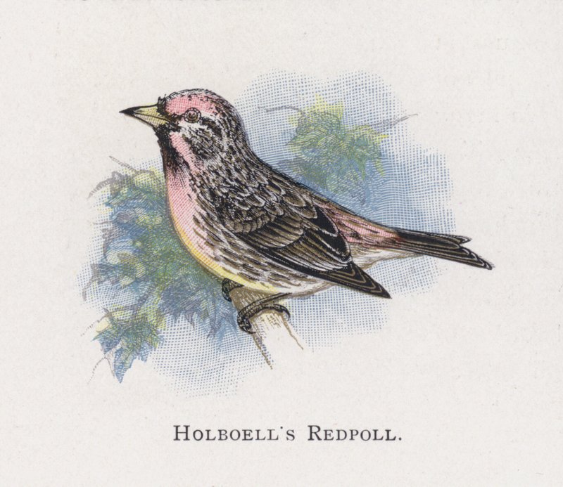 Holboells Redpoll autorstwa Alexander Francis Lydon