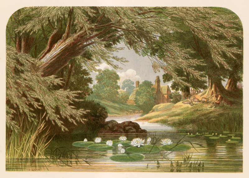 Ilustracja do filmu Pani Hemans Do lilii wodnej autorstwa Alexander Francis Lydon