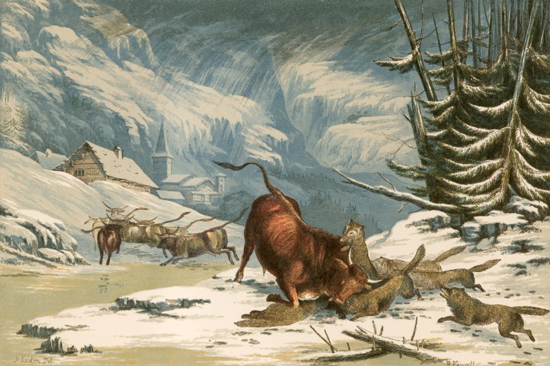 Ilustracja do Wilków Thomsona w zimie autorstwa Alexander Francis Lydon
