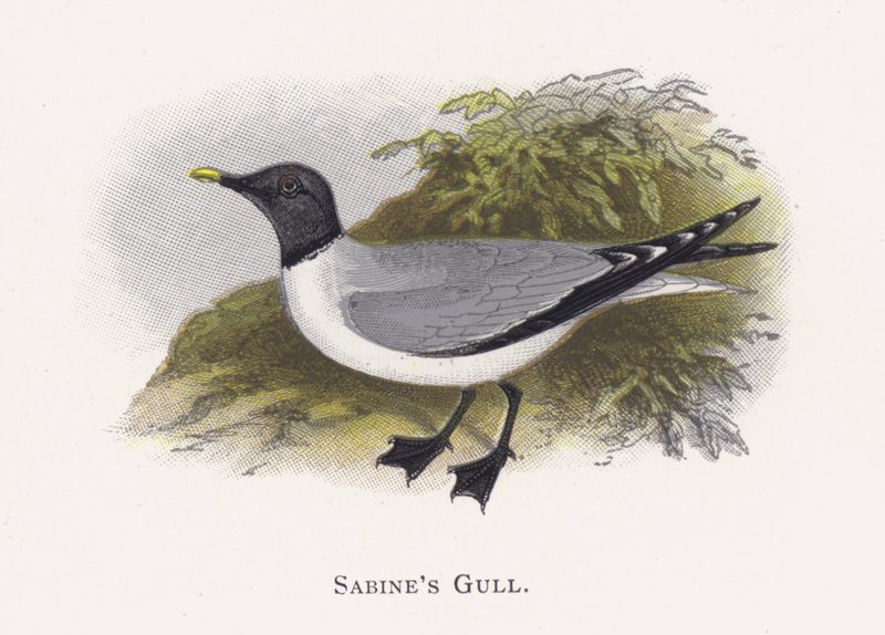 Sabina Gull autorstwa Alexander Francis Lydon