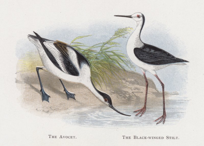 Avocet, czarnoskrzydłe szczudło autorstwa Alexander Francis Lydon