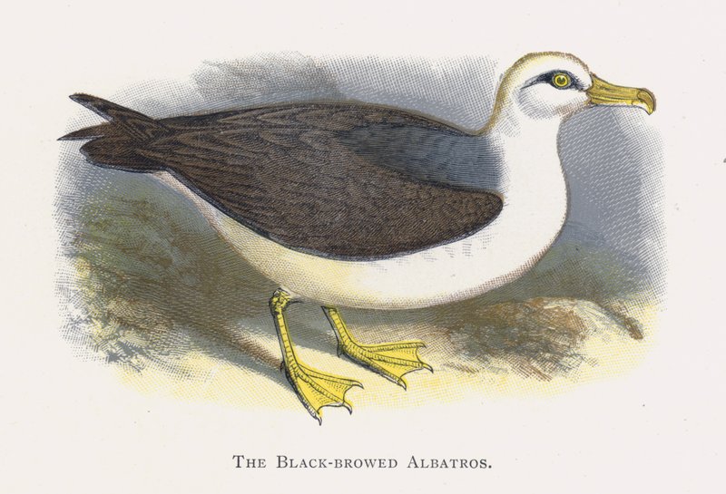 Albatros czarnobrewy autorstwa Alexander Francis Lydon