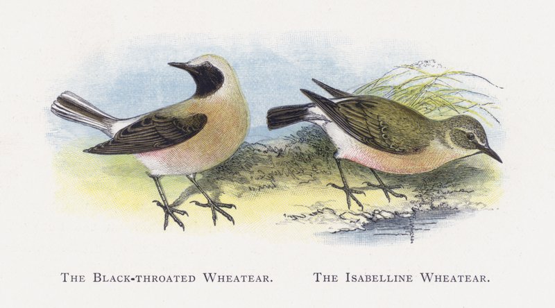 Wheatear czarnogardła, Isabelline Wheatear autorstwa Alexander Francis Lydon