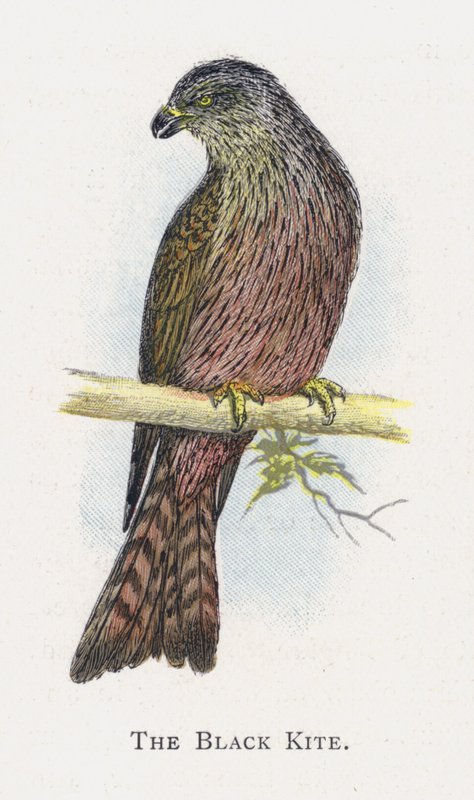 Czarny Kania autorstwa Alexander Francis Lydon