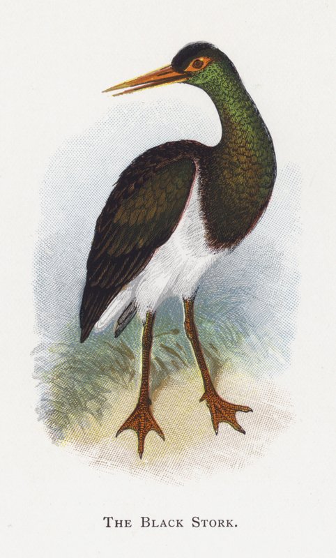 Czarny bocian autorstwa Alexander Francis Lydon