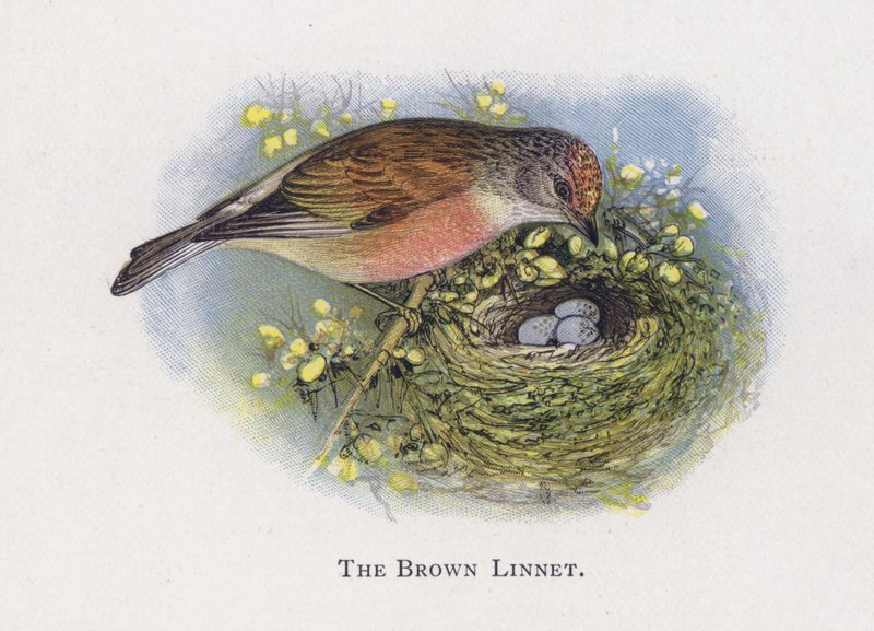 Brązowa Linnet autorstwa Alexander Francis Lydon