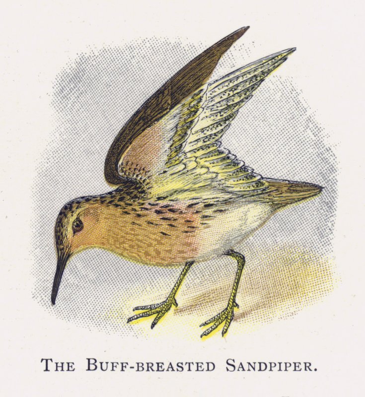Sandpiper płowopierśny autorstwa Alexander Francis Lydon