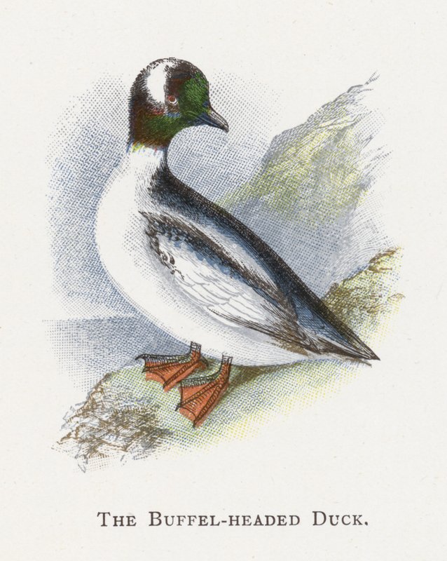 Kaczka Buffel-headed autorstwa Alexander Francis Lydon