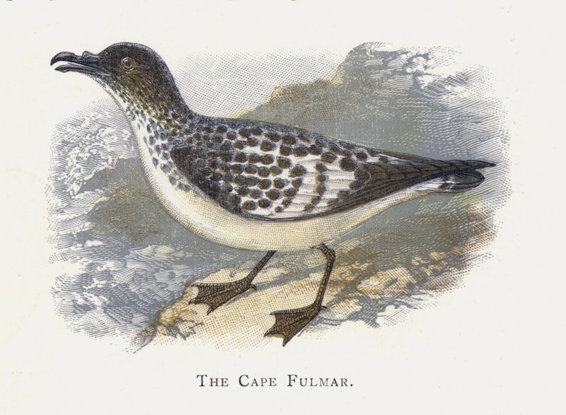 Przylądek Fulmar autorstwa Alexander Francis Lydon