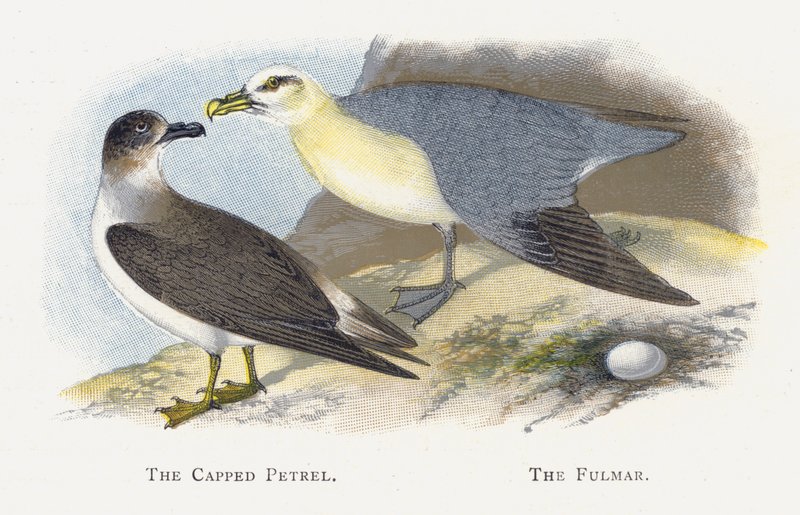 Petrel z czapką, Fulmar autorstwa Alexander Francis Lydon