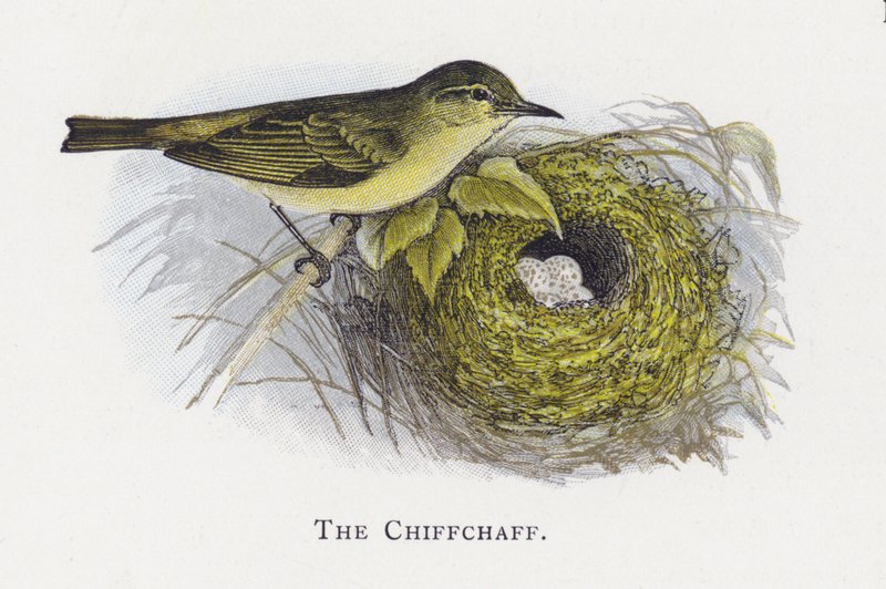 chiffchaff autorstwa Alexander Francis Lydon