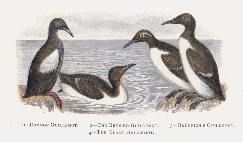 Guillemot pospolity, Guillemot okiełznany, Guillemot Brunnichs, Guillemot czarny autorstwa Alexander Francis Lydon