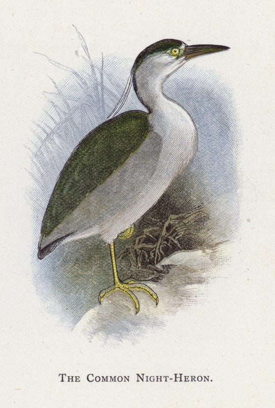 Ślepowron autorstwa Alexander Francis Lydon