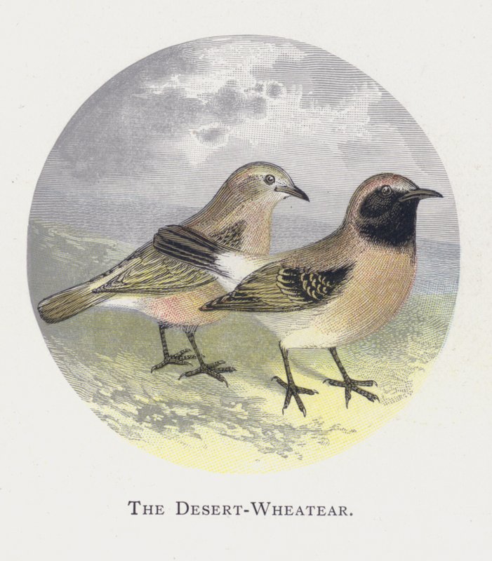 Pustynia-Wheatear autorstwa Alexander Francis Lydon