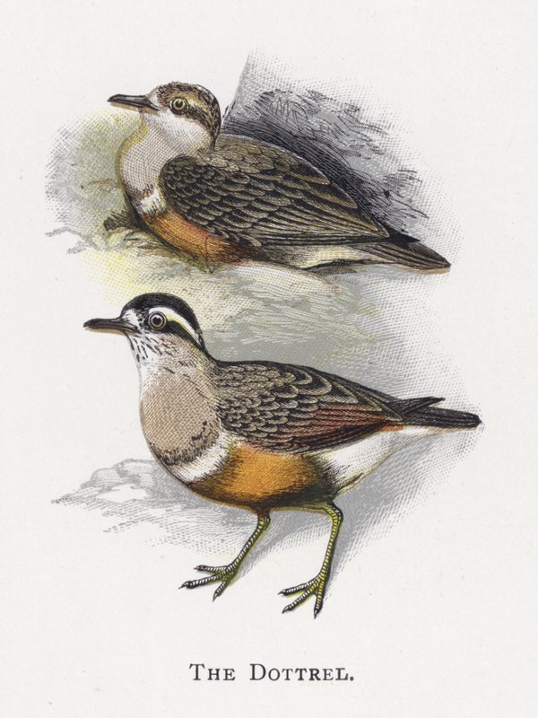 Dottrel autorstwa Alexander Francis Lydon