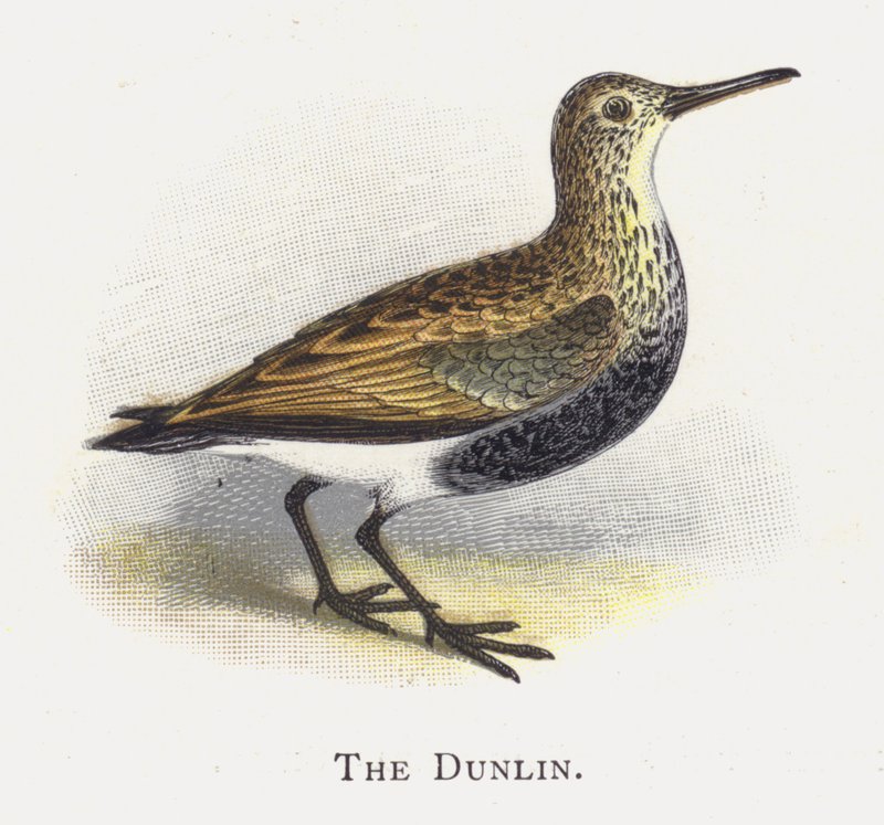 Dunlina autorstwa Alexander Francis Lydon