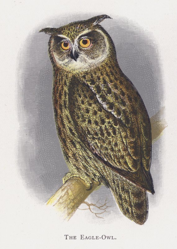 Puchacz autorstwa Alexander Francis Lydon