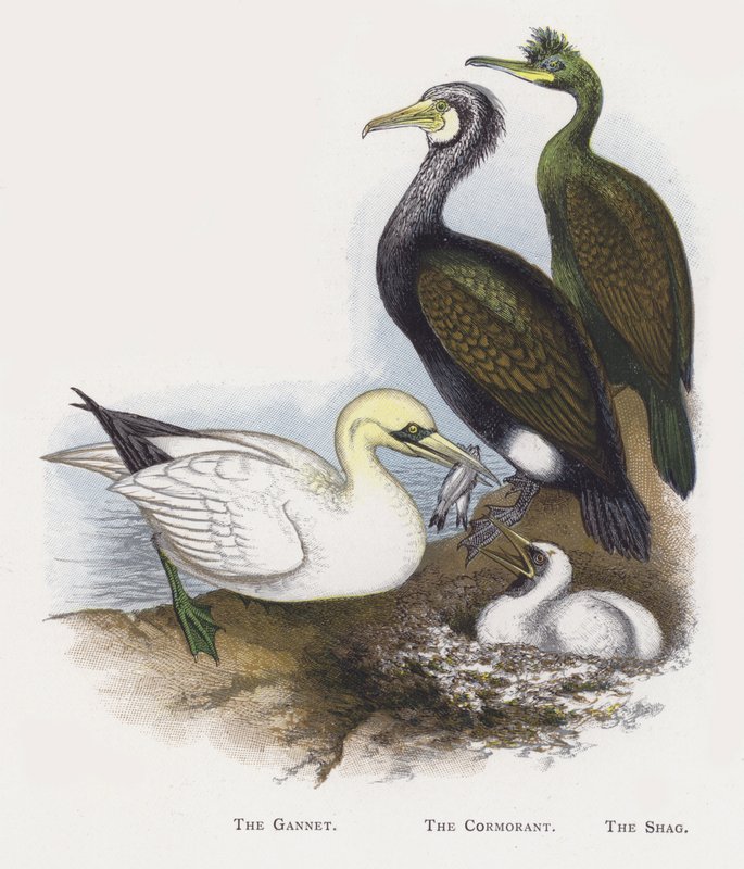 Głuptak, Kormoran, Kudłaty autorstwa Alexander Francis Lydon