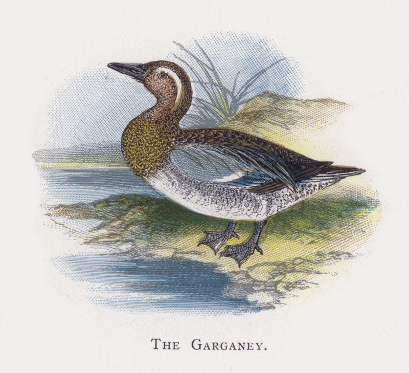Gargana autorstwa Alexander Francis Lydon