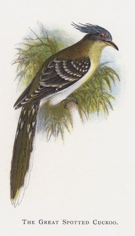 Kukułka cętkowana autorstwa Alexander Francis Lydon