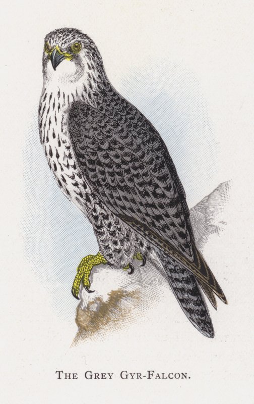 Szary Gyr-Sokół autorstwa Alexander Francis Lydon