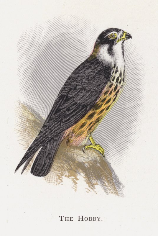 Hobby autorstwa Alexander Francis Lydon
