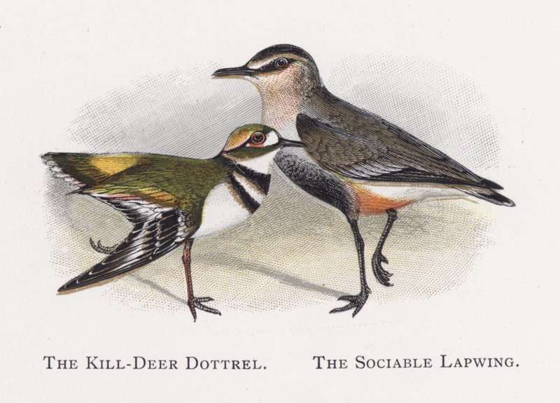 Kropka Killdeer, Towarzyska Czajka autorstwa Alexander Francis Lydon