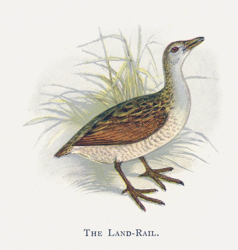 Land-Rail autorstwa Alexander Francis Lydon