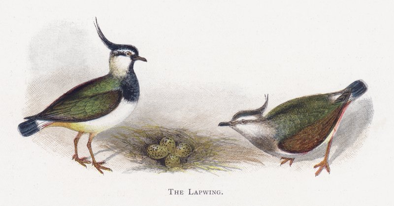 Czajka autorstwa Alexander Francis Lydon