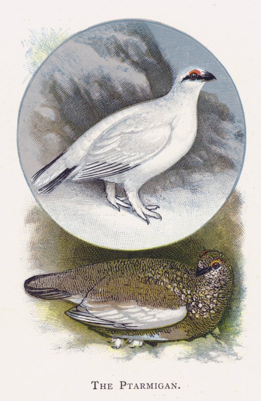 Ptarmigan autorstwa Alexander Francis Lydon