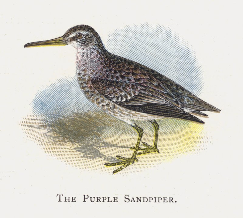 Fioletowy sandpiper autorstwa Alexander Francis Lydon