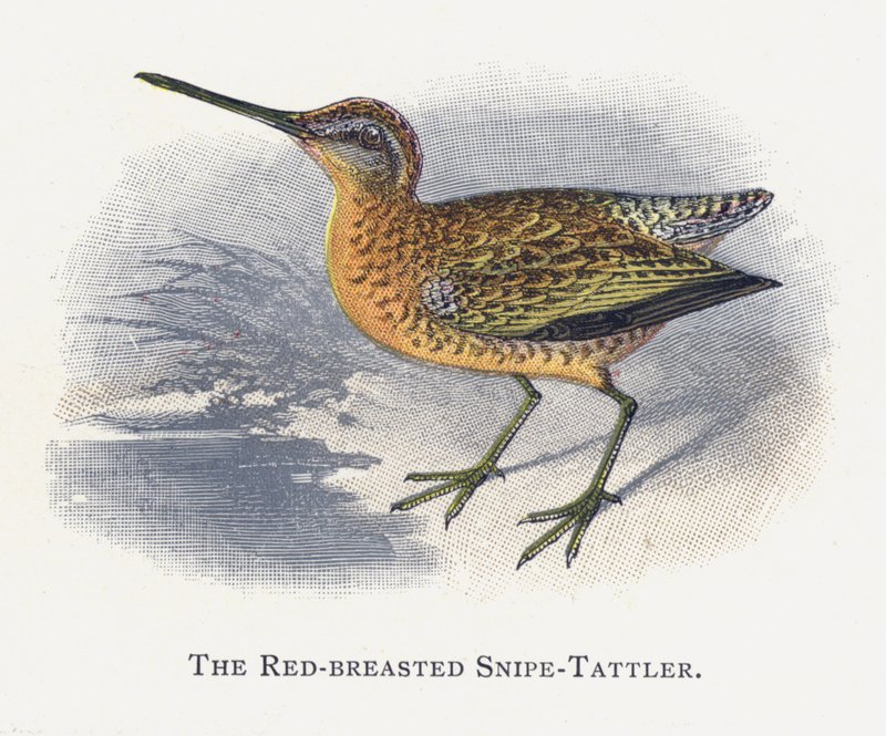 Snipe-Tattler rdzawopierśny autorstwa Alexander Francis Lydon